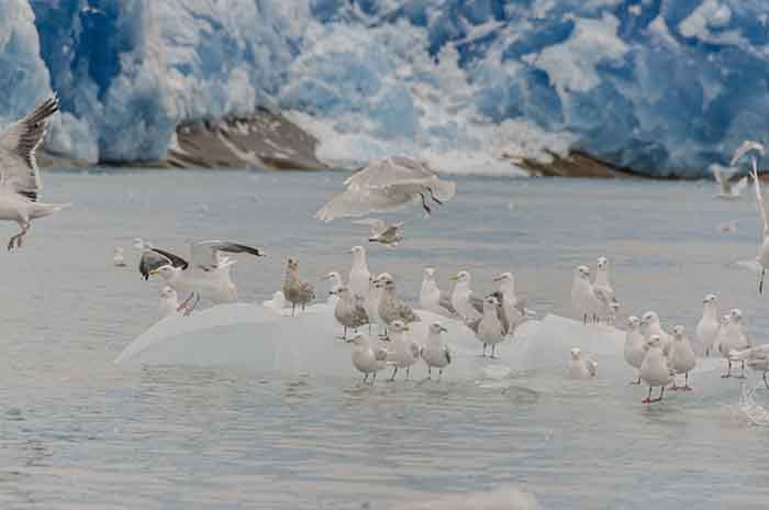 Gaviota - fiordo Tunulliarfik - Groenlandia 1.jpg